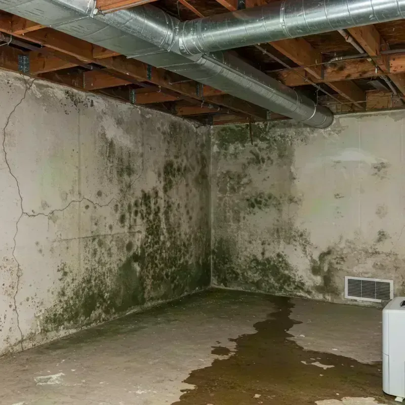 Professional Mold Removal in Twiggs County, GA